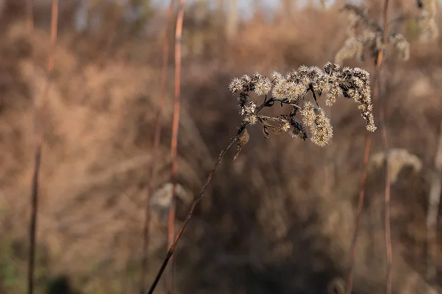 L1000096_Rheinwald.webp