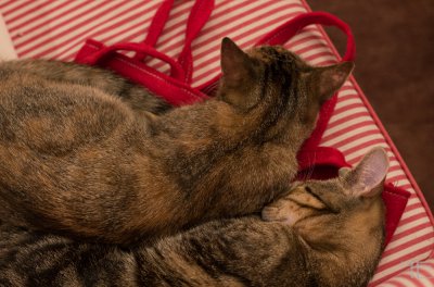 20151228-_IGP7008.jpg 20151228-_IGP7008.jpg