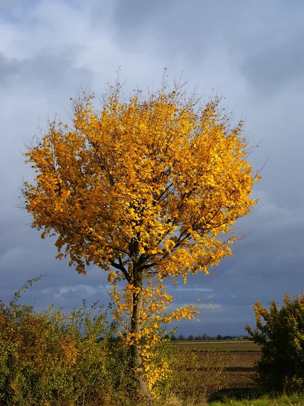 Baum 021 A3_3570.webp