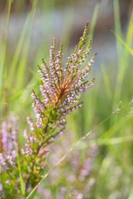 20150720_Schweden 2015_DSC_5237_841.jpg