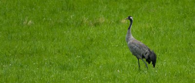 20150721_Schweden 2015_DSC_5320_911.jpg