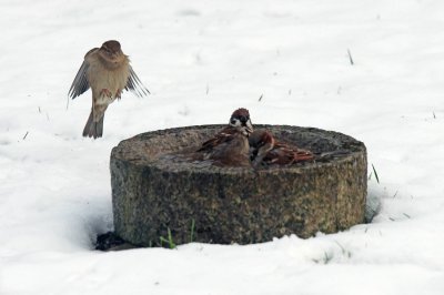 comp_comp_soso.jpg comp_comp_soso.jpg