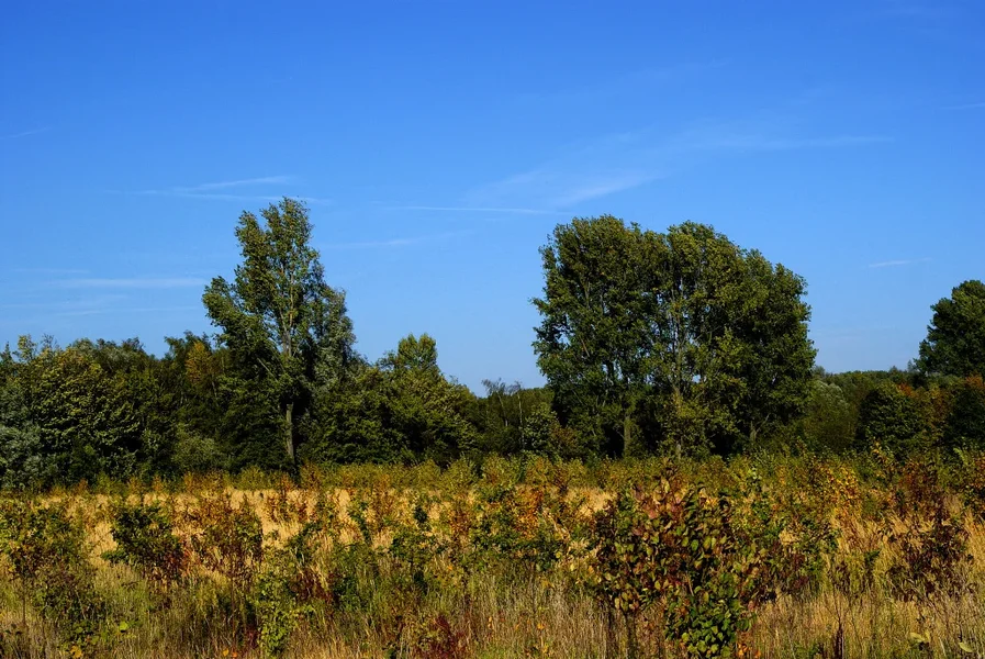 Baum 017 A3_3570.webp