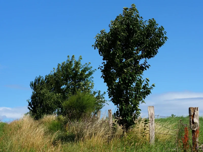 Baum 043 A58_50.webp