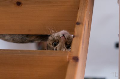 20160120-_IGP7065.jpg 20160120-_IGP7065.jpg