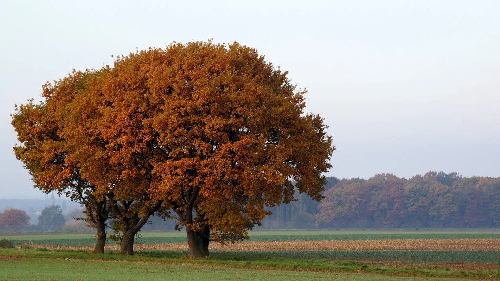 Baum 027 A3_35105.webp