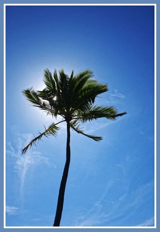 _small_2009-Hawaii 101_DxO.webp