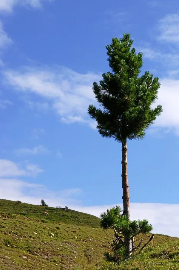 Baum 010 A3_1770.webp
