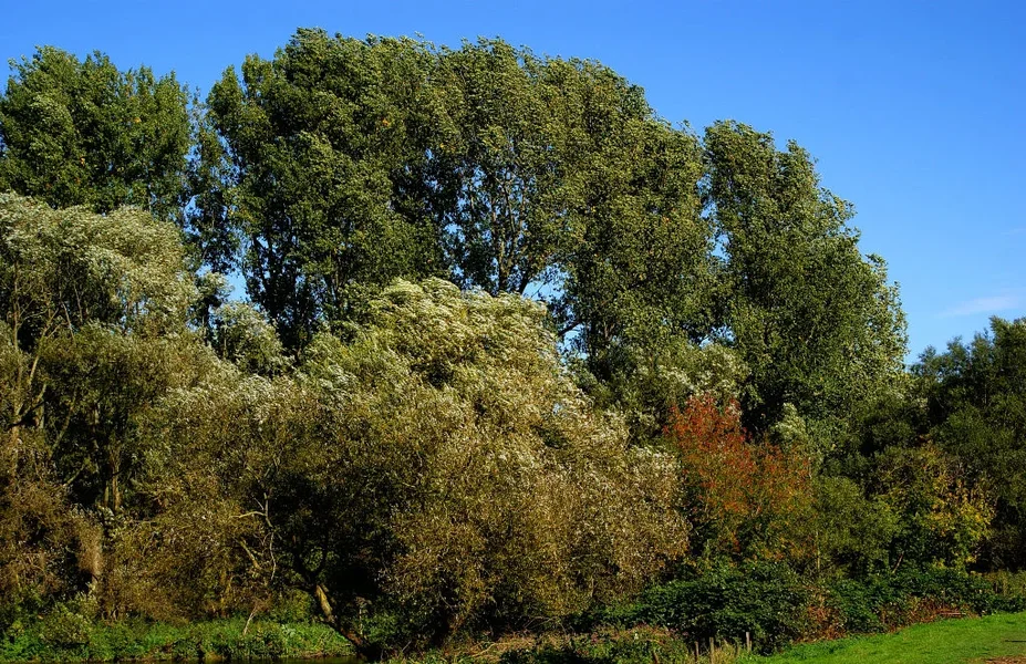 Baum 016 A3_3570.webp