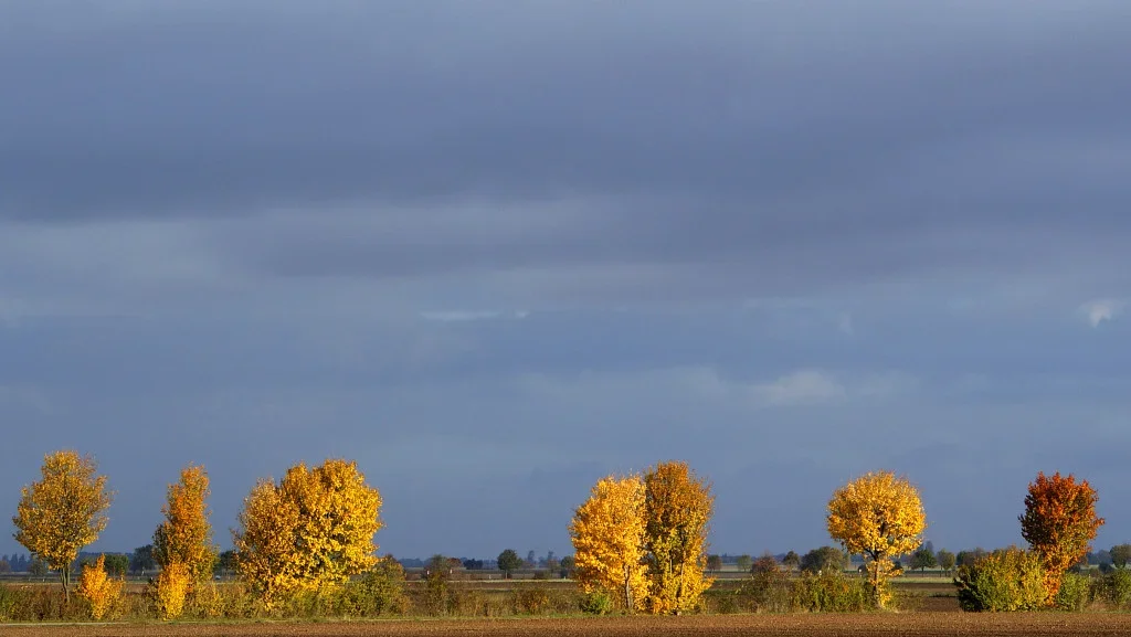 Baum 022 A3_3570.webp