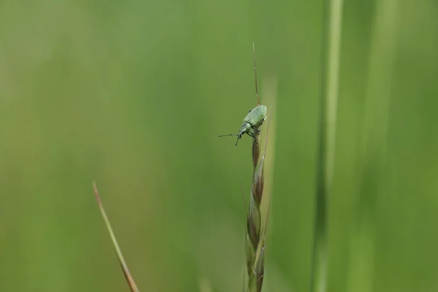 comp_IMGP6029.webp