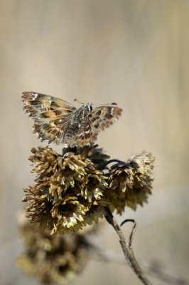 DSC_8193comp.jpg DSC_8193comp.jpg