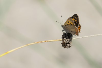 DSC_8232comp.jpg DSC_8232comp.jpg