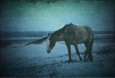 unicorn.jpg