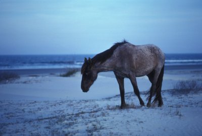 horse-673971.jpg