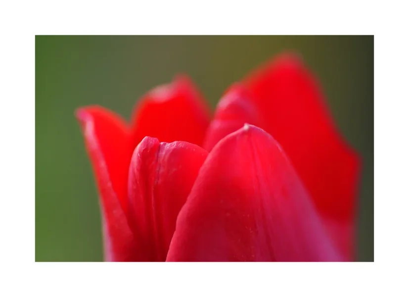 Tulpe 004 A3.webp Tulpe 004 A3.webp