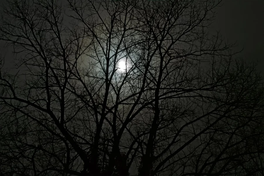 SDIM2504.webp