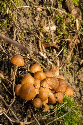 IMGP8574 27 02 2016 Tiefenellern Kopie 800.jpg IMGP8574 27 02 2016 Tiefenellern Kopie 800.jpg