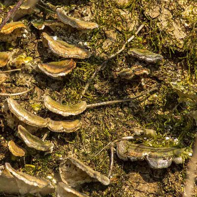 IMGP8582 27 02 2016 Tiefenellern Kopie 800.jpg IMGP8582 27 02 2016 Tiefenellern Kopie 800.jpg