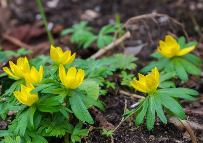 IMGP8749 05 03 2016 Pödeldorf Kopie 800.jpg