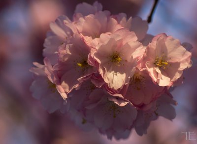 20150413-_IGP1581.jpg