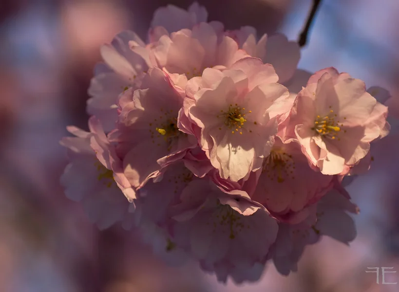 20150413-_IGP1581.webp
