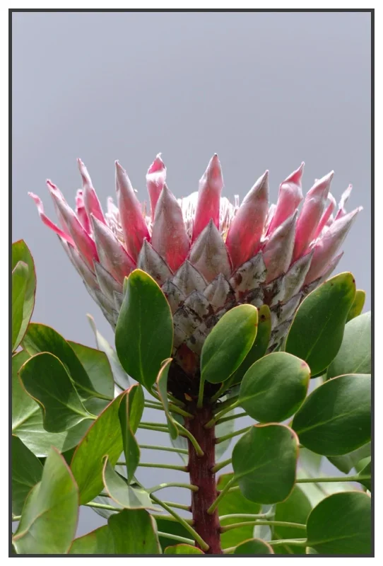 _small_Kalifornien-Hawaii 2015 332_DxO.webp