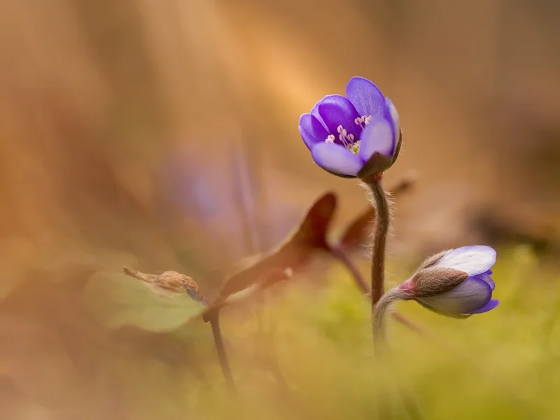 P3125488.webp