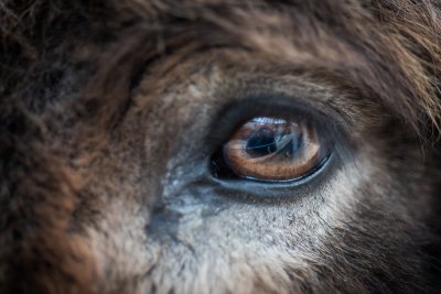 20160306_Tierpark Lange Erlen_DSC_8993_121.jpg