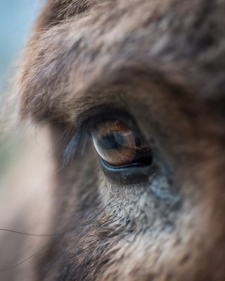 20160306_Tierpark Lange Erlen_DSC_8990_119.jpg