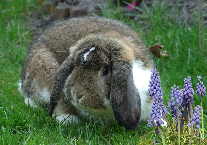 osterhase.webp