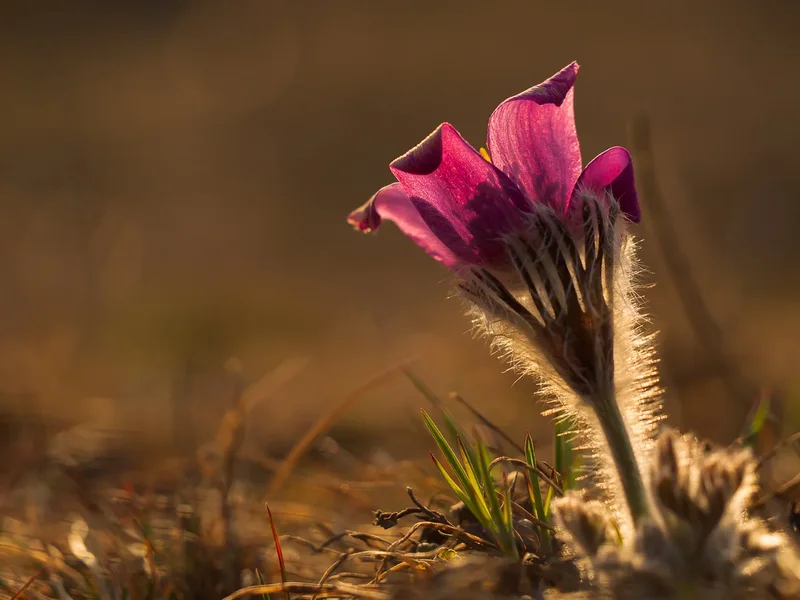 P3205724.webp