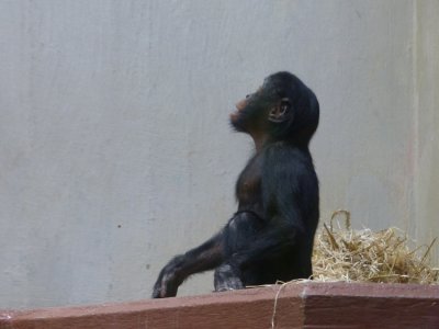 BONO_B_kl.JPG BONO_B_kl.JPG