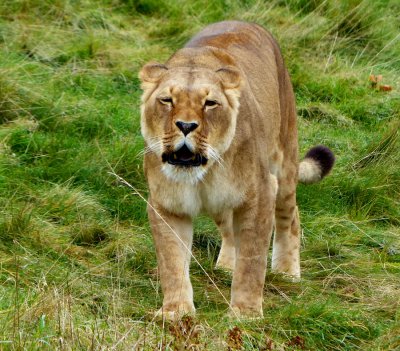 LÖWIN_kl.JPG LÖWIN_kl.JPG