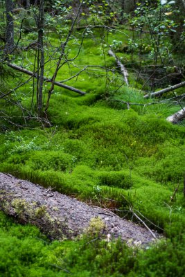 20150724_Schweden 2015_DSC_5637_1160.jpg