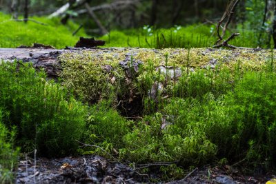 20150724_Schweden 2015_DSC_5631_1154.jpg