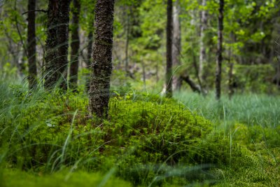 20150724_Schweden 2015_DSC_5589_1118.jpg