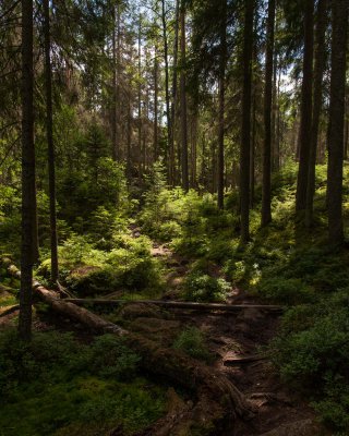 20150724_Schweden 2015_DSC_5583_1114.jpg