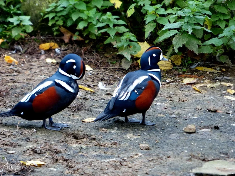 ENTEN_kl.webp