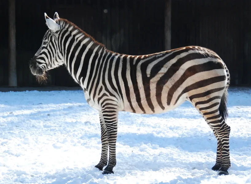 ZEBRA_kl.webp