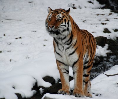 SIBIR_TIGER_I_kl.JPG