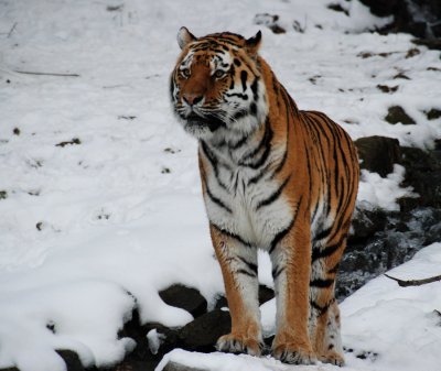SIBIR_TIGER_I_kl.JPG