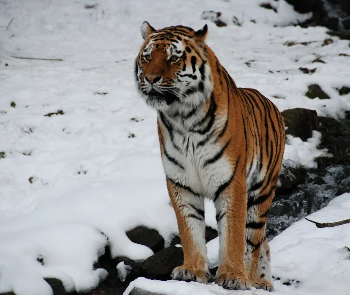 SIBIR_TIGER_I_kl.webp