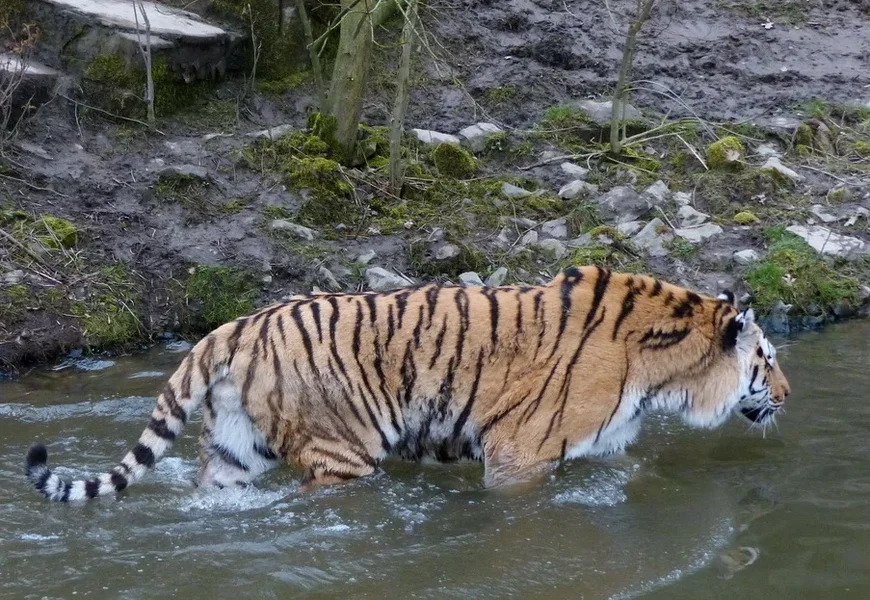 Amurtiger_kl.webp