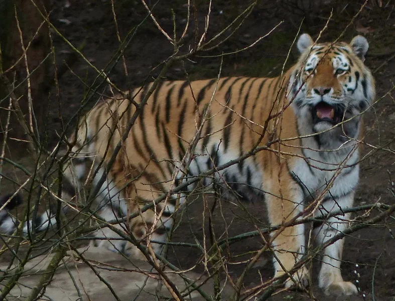 SIBIRIEN_TIGER_kl.webp