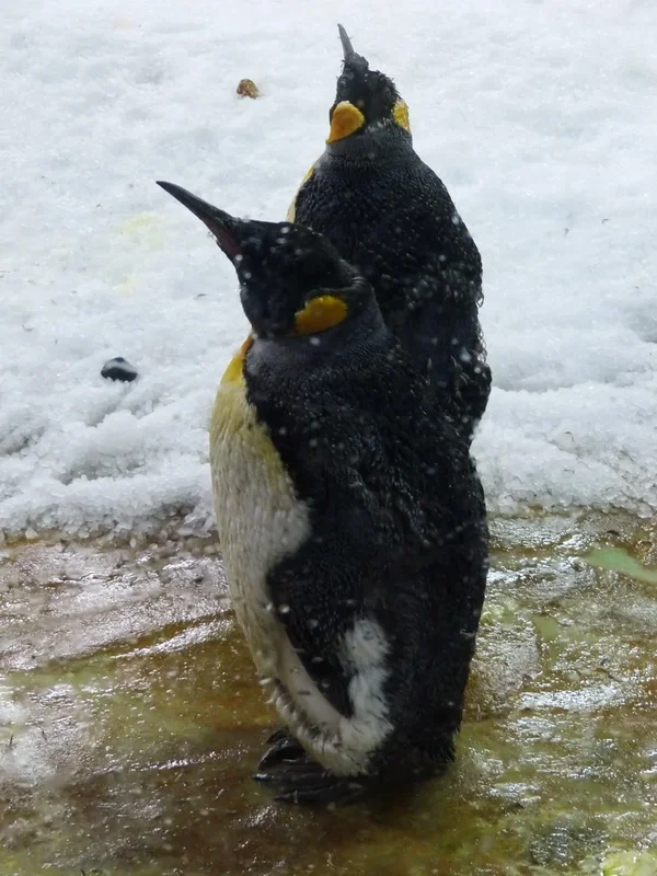 KÖNIGS_PINGUIN_kl.webp