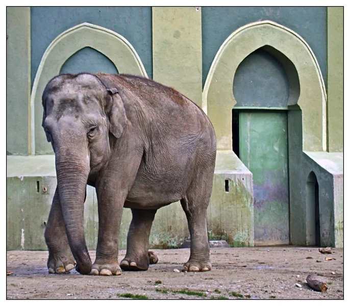_small_25 Elefanten_bearbeitet-1.webp
