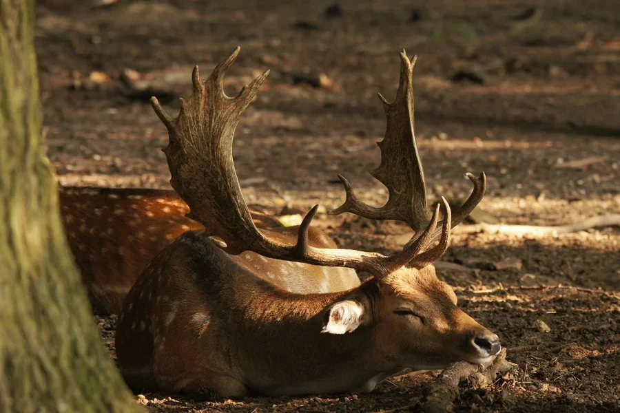 Damhirsch 001 A58_120400.webp