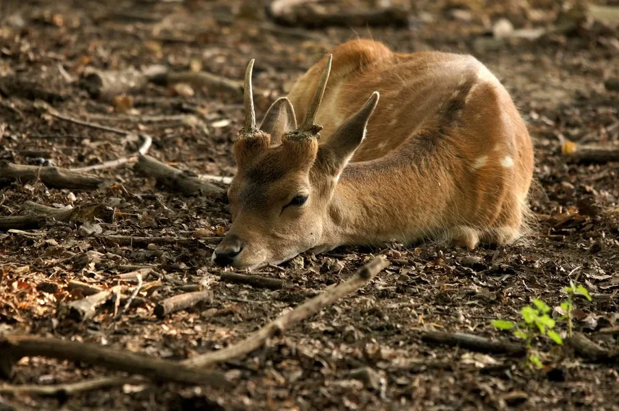Damhirsch 004 A58_120400.webp