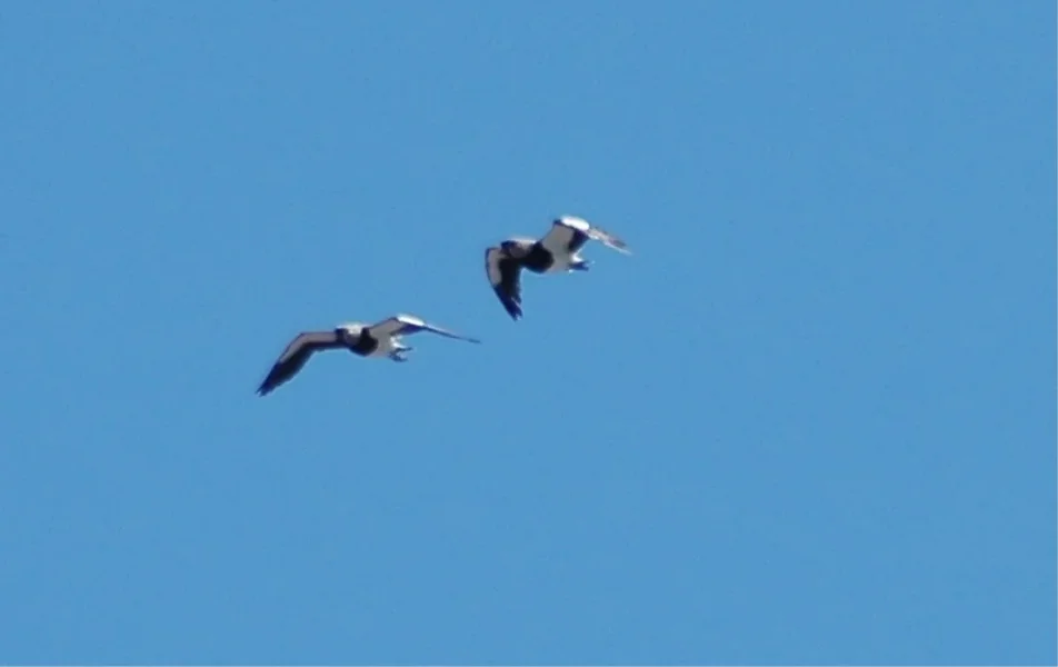 VÖGEL_kl.webp VÖGEL_kl.webp